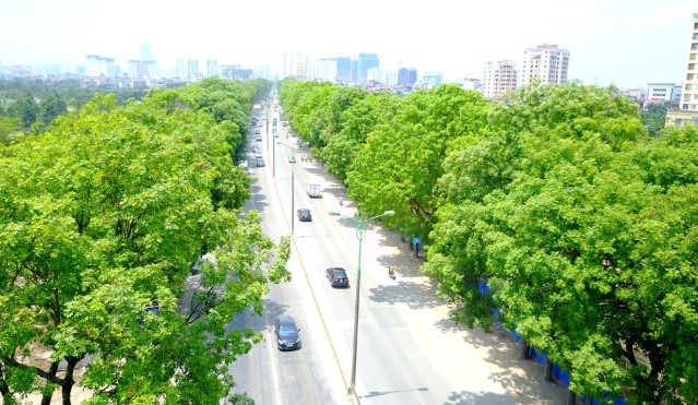 Đất cây xanh 6
